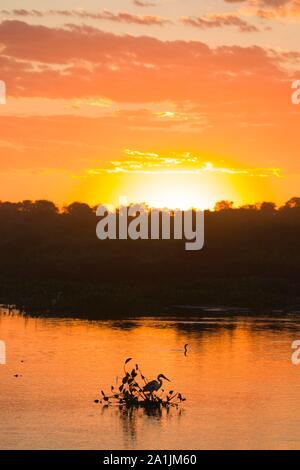 Cocoi Graureiher (Ardea cocoi), in Wasser bei Sonnenuntergang, Silhouette, Pantanal, Mato Grosso, Brasilien Stockfoto