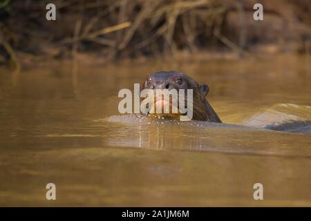 Giant River Otter (Pteronura brasiliensis), schwimmen im Wasser, Pantanal, Mato Grosso, Brasilien Stockfoto