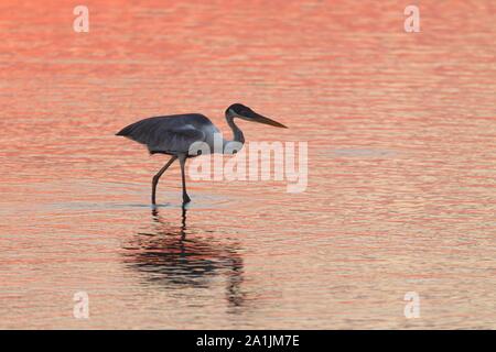 Cocoi Graureiher (Ardea cocoi), Jagd in Wasser bei Sonnenuntergang, Pantanal, Mato Grosso, Brasilien Stockfoto