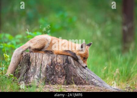 Red Fox (Vulpes vulpes), Cub liegen auf Baumstamm, Deutschland Stockfoto