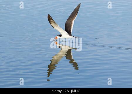 Schwarzes Abstreicheisen (Rynchops niger), über Wasser, Angeln, Brasilien fliegen, Mato Grosso, Pantanal Stockfoto