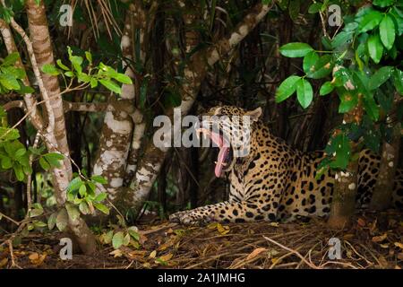 Jaguar (Panthera onca), erwachsenen männlichen Ruhen und Gähnen unter dichtem Gebüsch, Pantanal, Mato Grosso, Brasilien Stockfoto