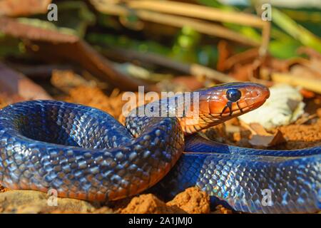 Östlichen indigo snake (Drymarchon coupéri), Captive, USA Stockfoto