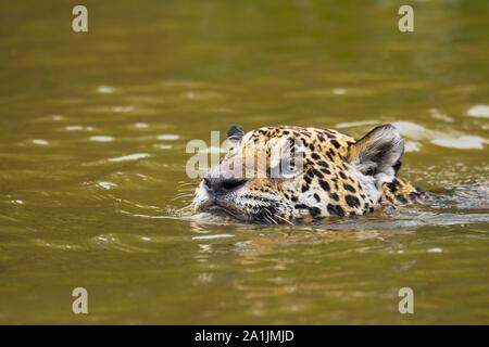 Jaguar (Panthera onca), Schwimmen im Fluss, Pantanal, Mato Grosso, Brasilien Stockfoto