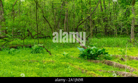 Toter Baum Verlegung in ein Feld umgeben von Grün Stockfoto