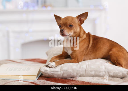 Komfort. Hund liegend auf Kissen in Zimmer mit Buch suchen Kamera close-up verschwommenen Hintergrund Stockfoto