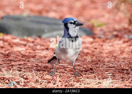 Blue Jay (Cyanocitta cristata) Nahrungssuche am Boden, Cherry Hill Beach, Nova Scotia, Kanada Stockfoto