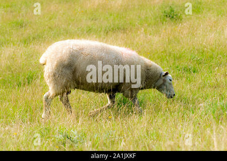 Säugetier Schaf auf dem Deich Krone mit grünem Gras vor der blauen Himmel Stockfoto