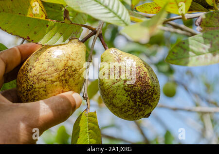 Ernte Guave Auf windigen Tag Stockfoto