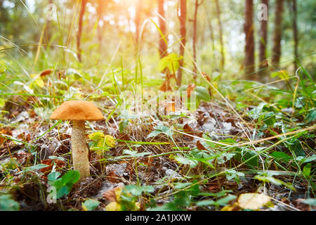 Herbst Landschaft. Kleine Leccinum Pilz im Wald Gras und Tannennadeln im Sonnenlicht, Nahaufnahme Stockfoto