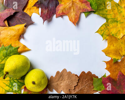 Herbst Hintergrund mit zwei reife Birnen und bunten Ahorn und Eiche Blätter auf einem weißen Hintergrund. Ansicht von oben mit Platz für Ihren Text Stockfoto