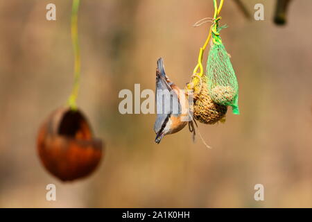 Auf Zubringer Vogel Stockfoto
