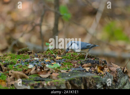 Kleiber auf dem Baumstumpf im Wald. Selektiver Fokus mit geringer Tiefenschärfe. Stockfoto