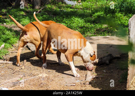 Pit Bulls Spielen im Hof Stockfoto