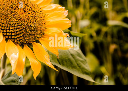 Single Sonnenblume in einem sonnenblumenfeld, close-up Stockfoto