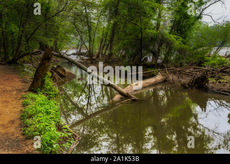 Bäume im Fluss mit Reflexionen im Wasser an Great Falls National Park gefallen Stockfoto