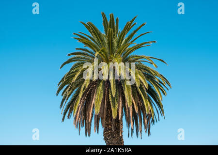 Palmen am blauen Himmel Hintergrund isoliert - Palmera canariensis Stockfoto