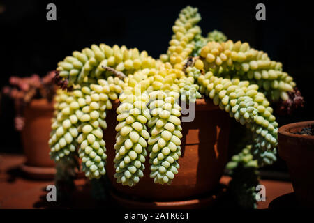 Sedum sukkulente Pflanze im Topf - BURRO's Schwanz oder Jelly Bean Anlage Stockfoto