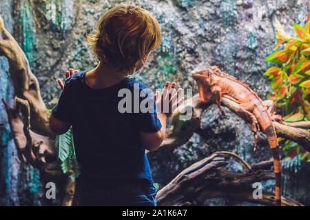 Der Junge schaut auf Caiman Lizard Dracaena guianensis , ein großes grünes und rotes Reptil, das in Südamerika beheimatet ist Stockfoto