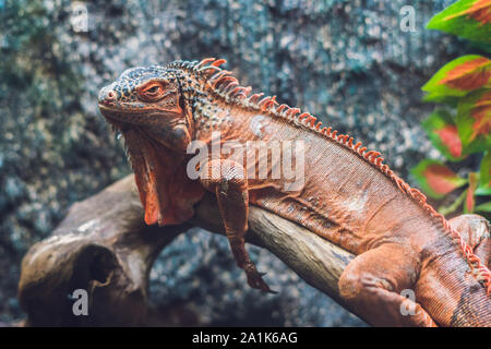 Caiman Lizard Dracaena guianensis , ein großes grünes und rotes Reptil aus Südamerika Stockfoto