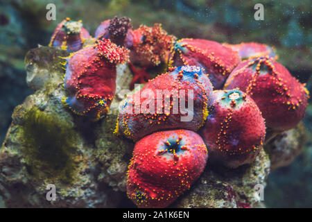 Bunte Lobophyllia LPS Koralle Stockfoto