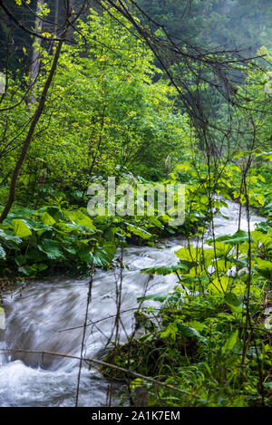 Wild Mountain Creek mit Bäumen um nach längeren Regenperiode in Velka Fatra Gebirge in der Slowakei Stockfoto