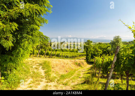 Die Weinberge von Buttrio in einem Sommertag. Collio Friulano, Provinz Udine, Friaul-Julisch-Venetien, Italien Stockfoto