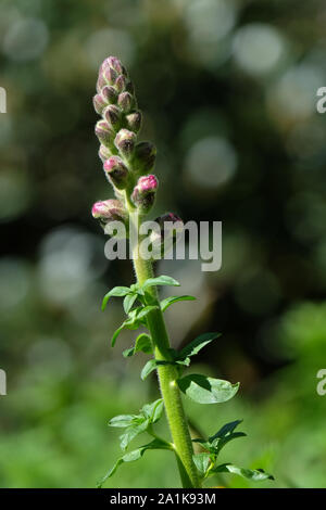 Blumen im botanischen Garten in Costa Brava Stockfoto