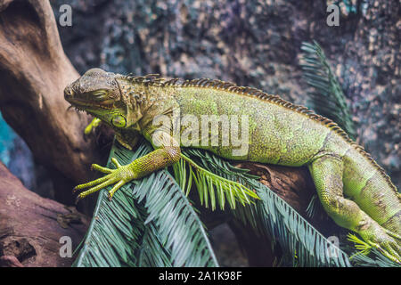 Caiman Lizard Dracaena guianensis , ein großes grünes und rotes Reptil aus Südamerika Stockfoto