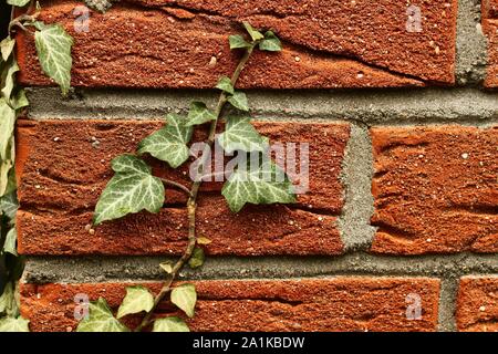 Ein Efeu Pflanze mit kleinen Oliv-grün farbigen Blätter, klettert ein purpurroter brick wall Stockfoto