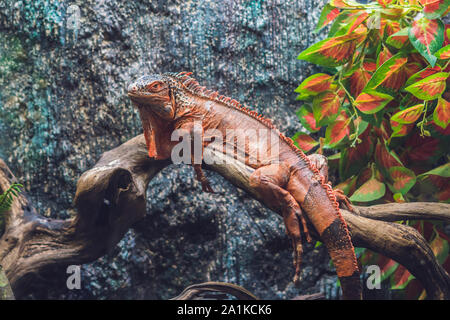 Caiman Lizard Dracaena guianensis , ein großes grünes und rotes Reptil aus Südamerika Stockfoto