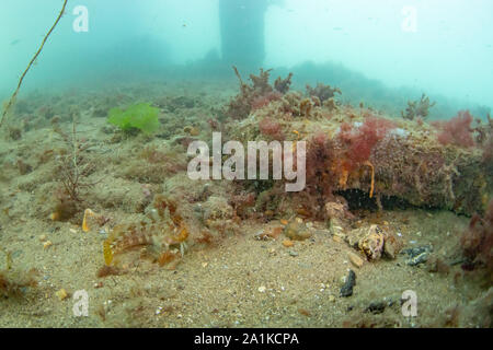 Parablennius gattorugine Tompot blenny, Pier, Swanage, Dorset, September Stockfoto