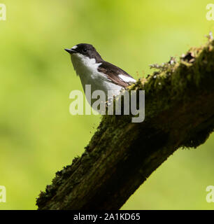 Männliche Pied Schopftyrann Ficedula 'So Sweet, in einem nördlichen Eiche Wald im Frühling Stockfoto