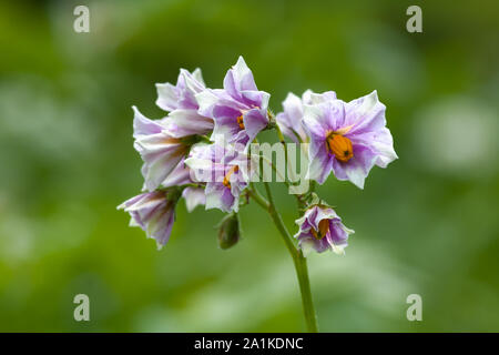 Blühende Kartoffeln im Garten, in der Nähe Stockfoto