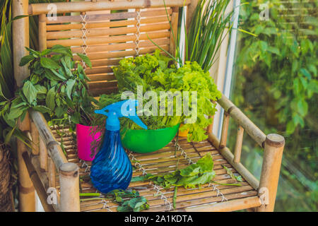 Eine Vielzahl von frischen Bio-Kräutern auf einem alten Holz Hintergrund Stockfoto