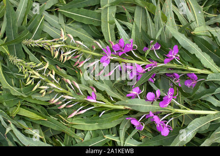 Blätter und Blüten Willow-Kraut (Ivan - Tee), Nahaufnahme Stockfoto