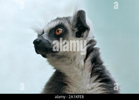Ring-Tailed Lemur (Lemur Catta) Stockfoto