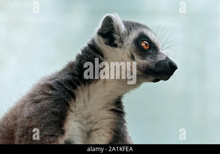 Ring-Tailed Lemur (Lemur Catta) Stockfoto
