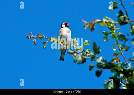 Stieglitz (Carduelis carduelis), auf den obersten Ästen einer großen weißdornbusch thront. Stockfoto