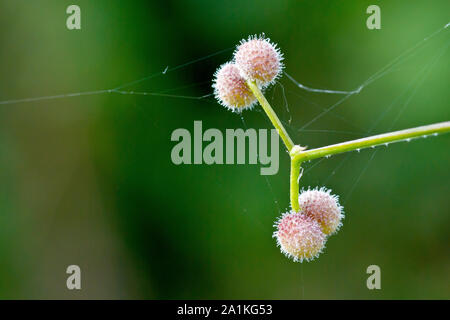 Goosegrass, hackmesser oder klebrigen Willie (Galium aparine), Nahaufnahme der angespannt Haare der Frucht, Verriegeln auf alles, was vergeht. Stockfoto