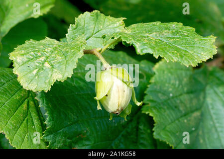 Oder Cobnut Hasel (Corylus avellana), Nahaufnahme der Entwicklung von Obst oder Mutter. Stockfoto