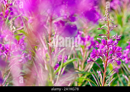 Rosebay Willowherb (epilobium, Chamaenerion oder Chamerion angustifolium), Nahaufnahme eines einzelnen Blütenstachels aus vielen heraus. Stockfoto