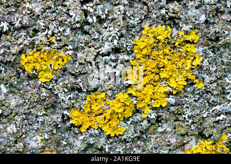 Nahaufnahme Detail von verschiedenen Flechten auf einem Betonfencepost, die wichtigste ist Maritime Sunburst oder Common Yellow Lichen (xanthoria parietina). Stockfoto