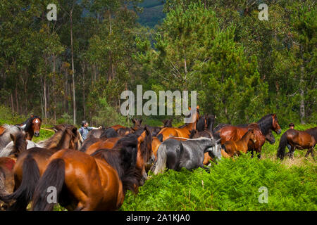 Eine Rapa Das Bestas, Sabucedo, Pontevedra, Galicien Stockfoto