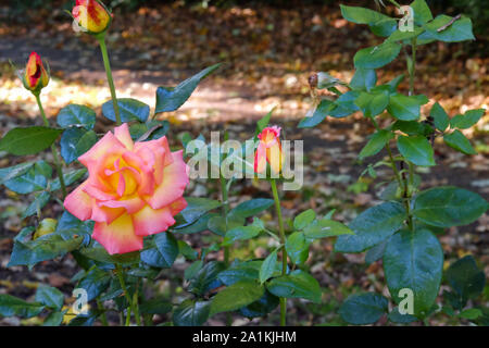 Ein rosa und gelbe Rose in voller Blüte im Park wächst mit mehreren anderen wachsenden daneben, noch nicht geöffnet. Braun Herbst Blätter auf dem Boden. Stockfoto