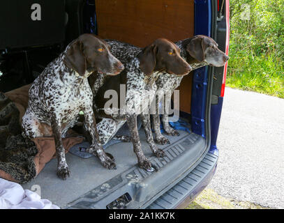 Drei Hunde, Deutsch kurze behaarten Zeiger, mit dem Auto warten auf einen Spaziergang, England, UK. Stockfoto