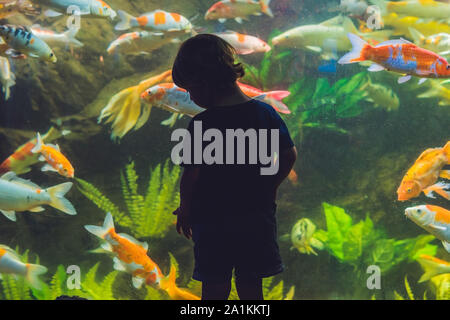 Silhouette eines Jungen, der Fische im Aquarium ansieht Stockfoto