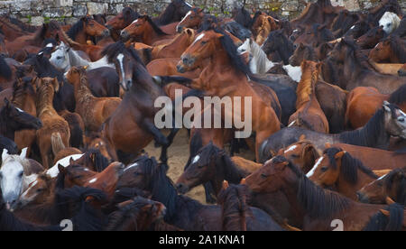 Eine Rapa Das Bestas, Sabucedo, Pontevedra, Galicien Stockfoto