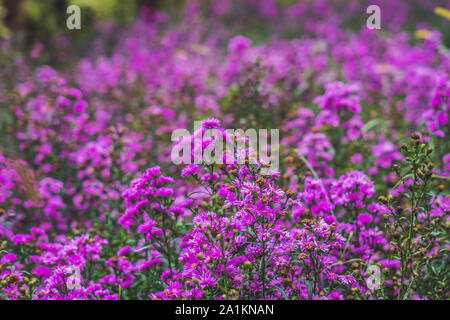 Makro-Bild lila violett Frühlingsblumen Stockfoto