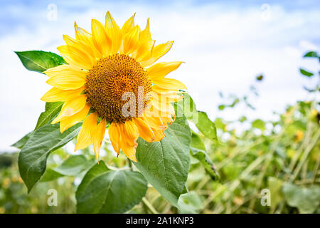Single Sonnenblume in einem sonnenblumenfeld, close-up Stockfoto